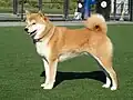 Shiba Inu (Japón)
