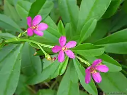 Talinum paniculatum