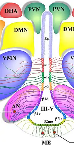Tanicitos α1, α2, β1 y β2 (Hipotálamo). Ep= ependimocitos. III-V= tercer ventrículo.