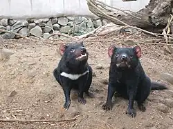 La evolución convergente le dio al demonio de Tasmania una superficialidad similar a los pequeños superdepredadores del orden Carnivora, como los tejones y perros de arbusto, pero son animales de un grupo de mamíferos diferente, los marsupiales.