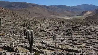 Ruinas de Tastil en la Quebrada del Toro (Salta).