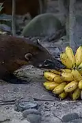 Tejón boliviano alimentándose de plátanos.