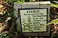 Breve descripción sobre la especie (bajo el sinónimo Teloxys ambrosioides) en el Jardín botánico del Instituto de Biología de la Universidad Nacional Autónoma de México, México.