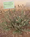 Teucrium lanigerum