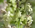 Teucrium scorodonia