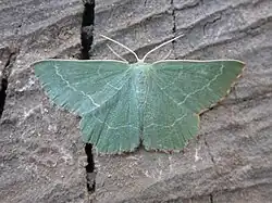 Geometra papilionaria