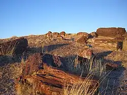 Fósiles petrificados.