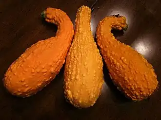 Crooknecks maduros para obtención de semillas, su cáscara es muy dura y crespa.