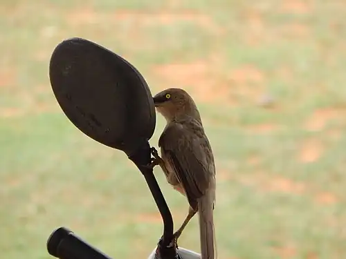 Un turdoide gris picotea su propio reflejo en un espejo de bicicleta en Koppal (Karnataka, India).