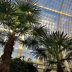 Palmeras en el interior del "Palmhuset".