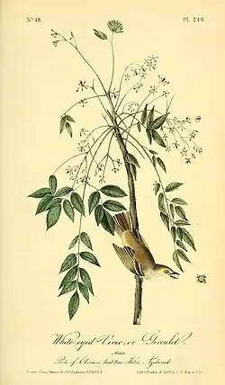 Un pájaro en una rama, mirando arriba y con el pico abierto a la altura de una araña, que cuelga de una línea