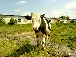 Cría de ganado en Ucrania