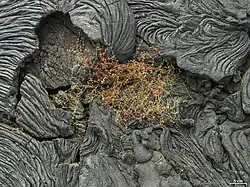 Pequeña mata de M. crockeri