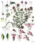 Thymus serpyllum L.