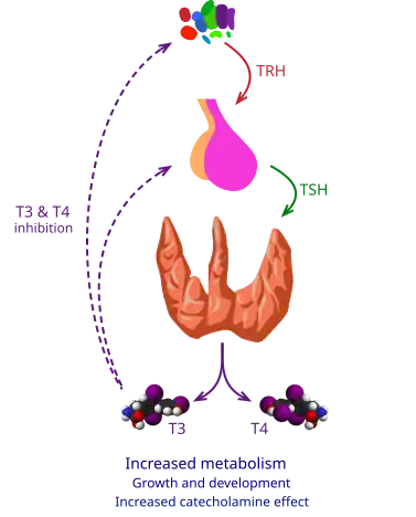 Thyroid vector