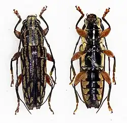 Tmesisternus monticolav