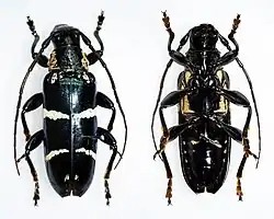 Tmesisternus schaumi