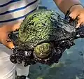 Tortuga contaminada con petróleo