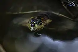 Peta de río (Podocnemis unifilis) emergiendo del agua en la Amazonía boliviana.