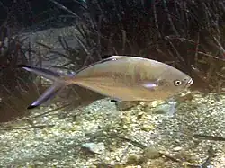 Trachinotus ovatus palometa blanca