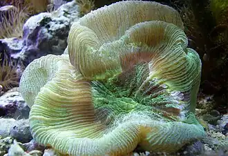 Trachyphyllia geoffroyi