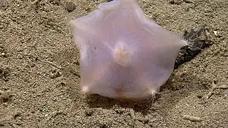 Hymenaster sp. (Pterasteridae)