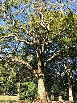 Árbol en el Parque Autonómico 4 de Mayo