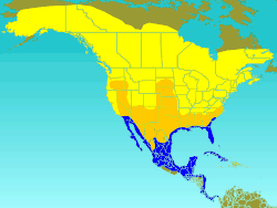 Distribución en América del Norte, América Central y el norte de América del Sur: Amarillo: estival Anaranjado: migrante Azul:: invernal Ocre verdoso: presente todo el año
