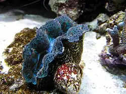 T. crocea en acuario