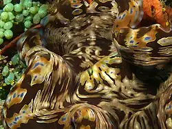 Impresionante estampado del manto de T. squamosa