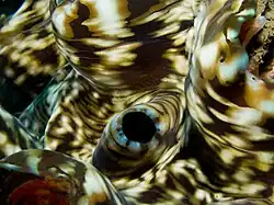 Detalle del sifón exhalante de T. squamosa