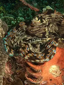 Con la concha cubierta por esponja roja, Timor Este