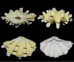 Vistas frontales y laterales de la concha de T. squamosa