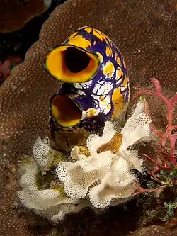 Puesta de huevos de nudibranquio junto P. aurata