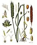 Triticum aestivum L. subsp. aestivum