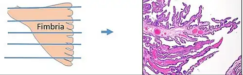Fimbrias del Pabellón de la trompa. Microscopio óptico.
