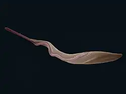 Trypanosoma brucei (Trypanosomatida)