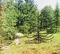 Araucaria plantada en la finca del zar Nicolás II. Principios del siglo XX. Serguéi Prokudin-Gorski.