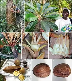 Tsebona macrantha trunk, leaves, flowers, fruits and seeds.