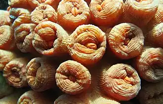 Tubastraea faulkneri con los pólipos retraídos.