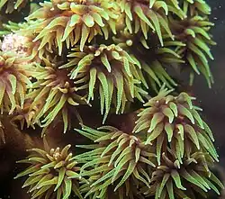 T. micranthus, variación de coloración en Koh Phangan