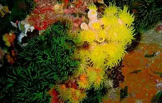 Colonias de T. micranthus y T. faulkneri en Koh Phangan, Tailandia.