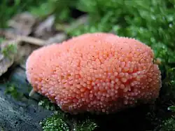 Seudoetalio de Tubifera ferruginosa