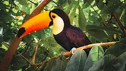 Tucán toco (Ramphastos toco) observado en el Parque Nacional Madidi, Bolivia.