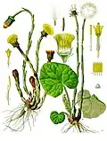 Tussilago farfara L.