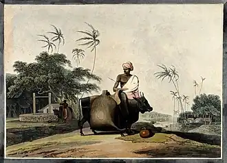 Dos búfalos de agua asiáticos domesticados