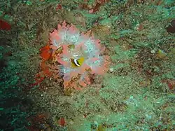 A. allardi en Entacmaea quadricolor, Guinjata Bay, Mozambique