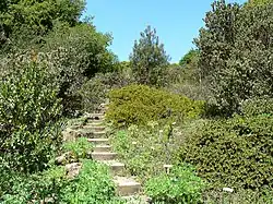 Flora del chaparral de California del "Native California flora section".