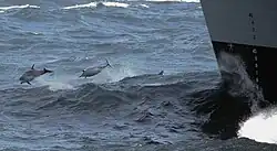 Delfines saltando al paso de un barco militar