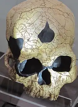 Cráneo de un Homo sapiens. Ryonggok Cave 1 34, Corea del Norte. Paleolítico reciente.